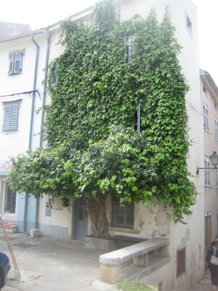 vrsar_19.jpg