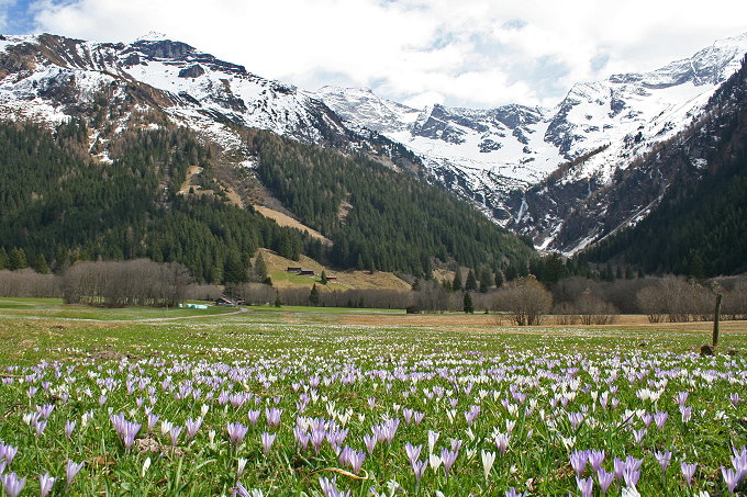 Frühling im Schmirntal 4