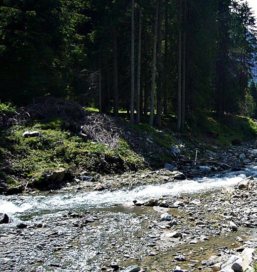 KÜHTAI PASS > Hochlandrinder