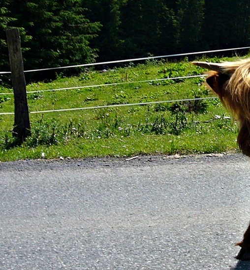 KÜHTAI PASS > Hochlandrinder