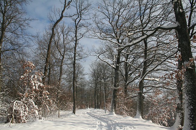 BÖBLINGEN-RAUHER KAPF > Waldsiedlung - Schneespaziergang am 26. Dezember 2010 > Theodor-Renner-Weg