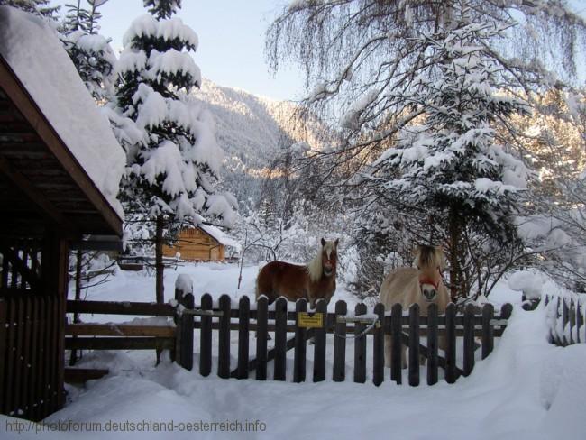 KÖTSCHACH-MAUTHEN > Haflinger