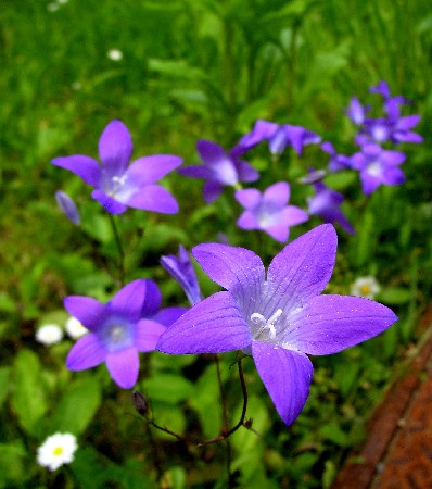 MAUTHEN  > Glockenblumen am Waldbad