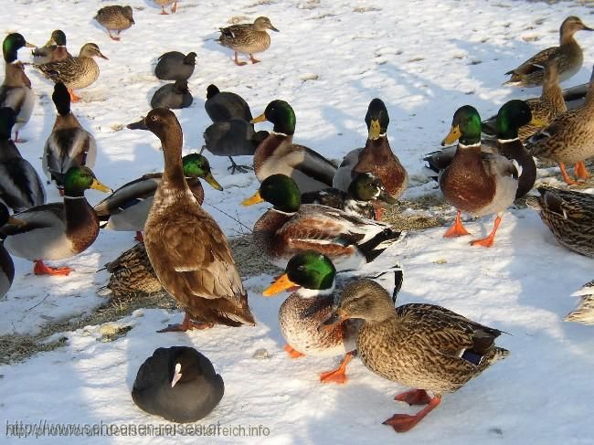 CHIEMSEE > Winter > Wasservögel