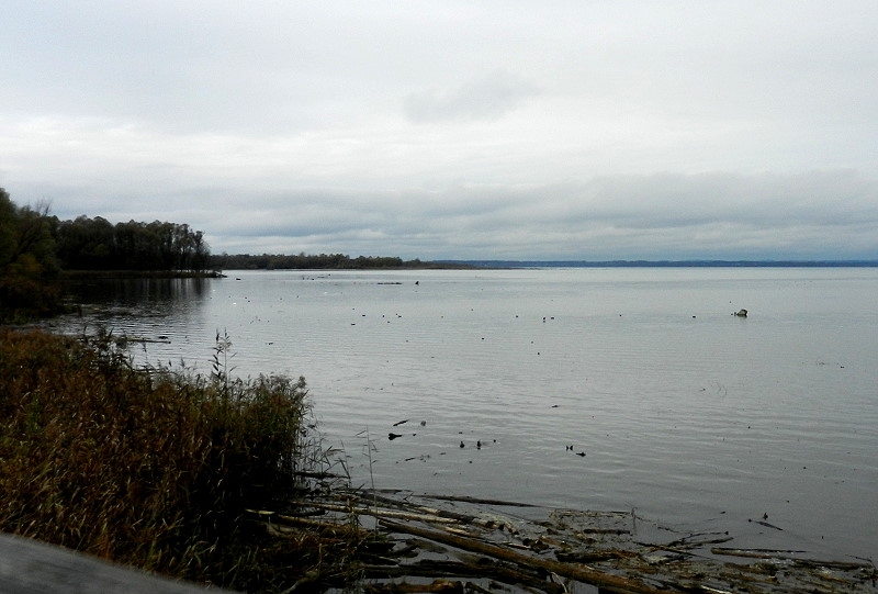 6 Chiemsee  Flamingos 008 sk800