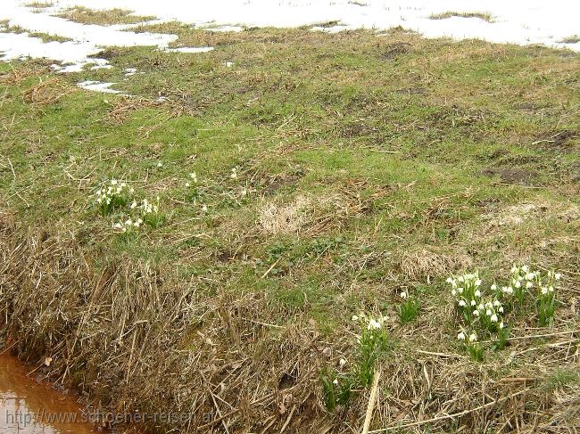 CHIEMSEE > Winterende > Frühlingsknotenblumen