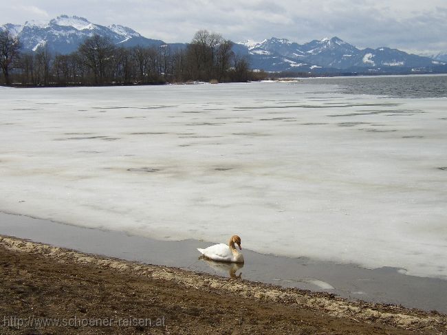 CHIEMSEE > Winterende > eisfreier Rand