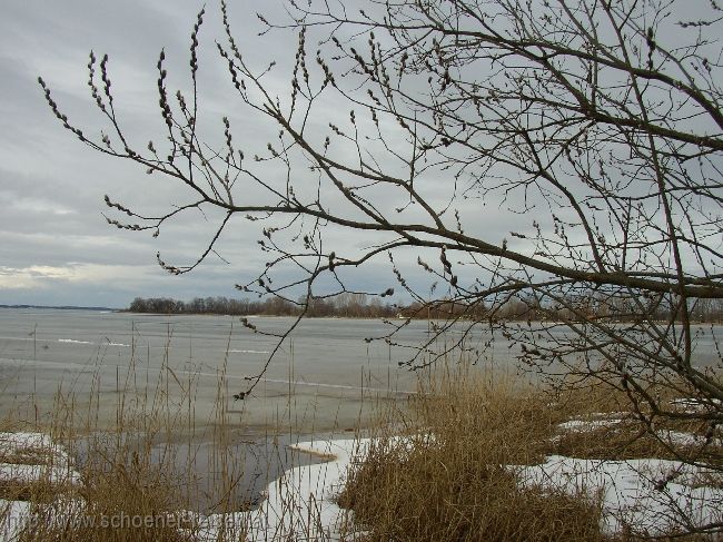 CHIEMSEE > Winterende > Weidenkätzchen am Ufer