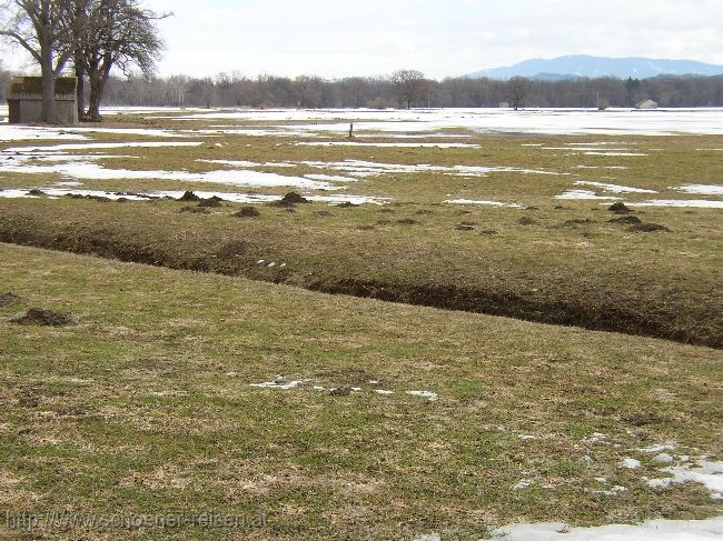 CHIEMSEE > Winterende > Wiesen mit Graugänsen