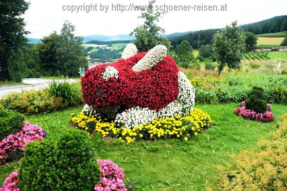 Pöllauberg > Blumenhase