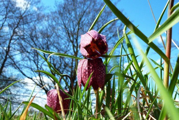 Großsteinbach - Schachblume