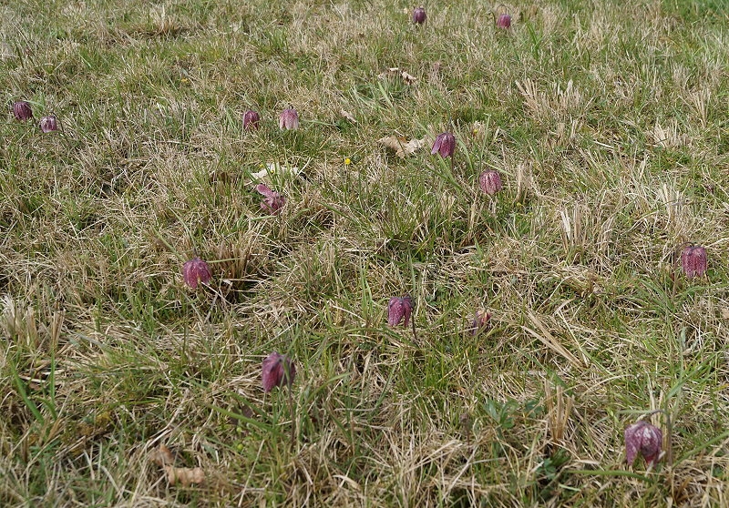 Großsteinbach > Schachblume