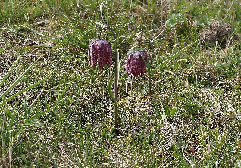 Großsteinbach > Schachblume