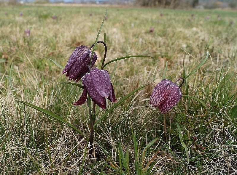 Großsteinbach > Schachblume