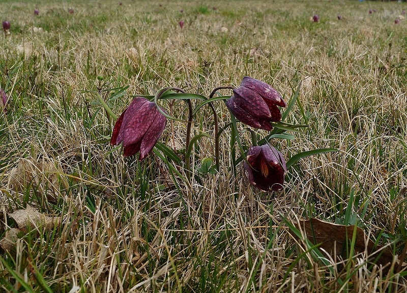 Großsteinbach > Schachblume