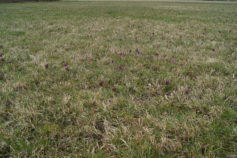 Großsteinbach > Schachblume