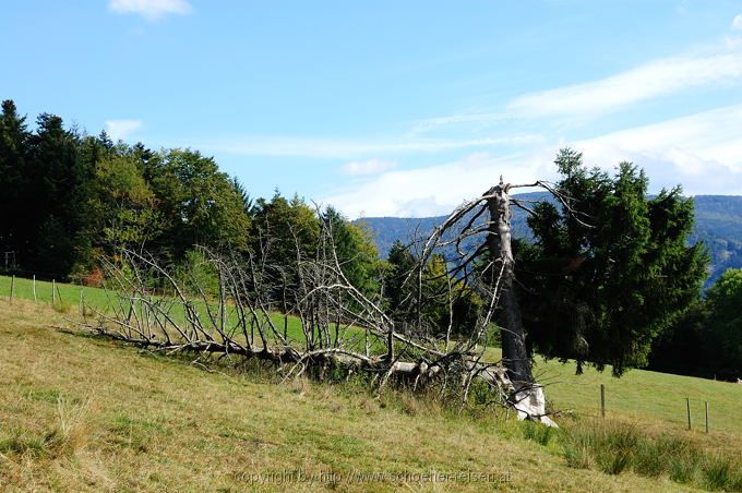 Münstertal Schwarzwald