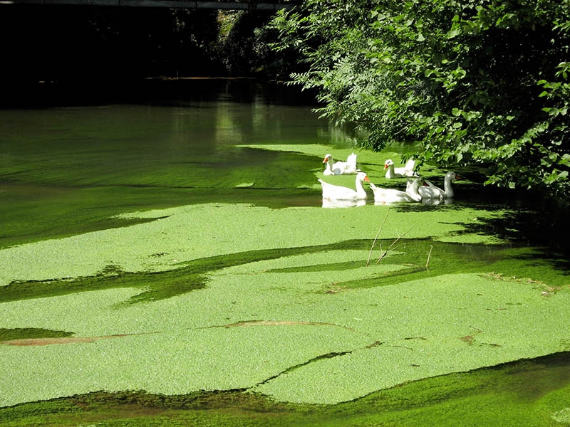 donauversickerung1m