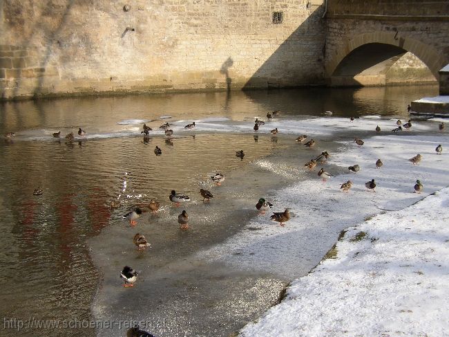 SCHWÄBISCH HALL > Kocher > Enten auf dem Eis