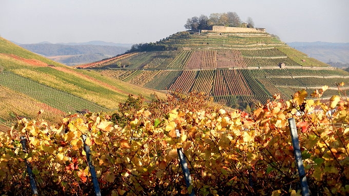 01 Weinberge 022.JPG 680