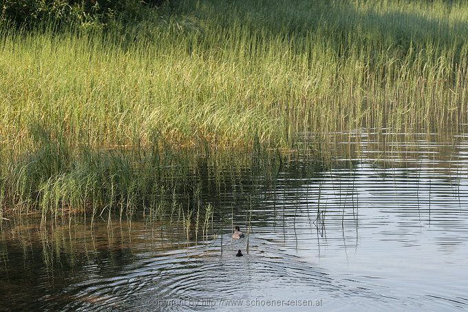 Am Spitzingsee > Blässhühner