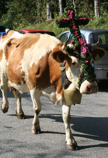 Oberaudorf > Almabtrieb