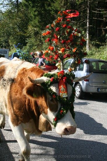 Oberaudorf > Almabtrieb