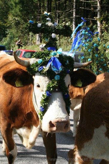 Oberaudorf > Almabtrieb