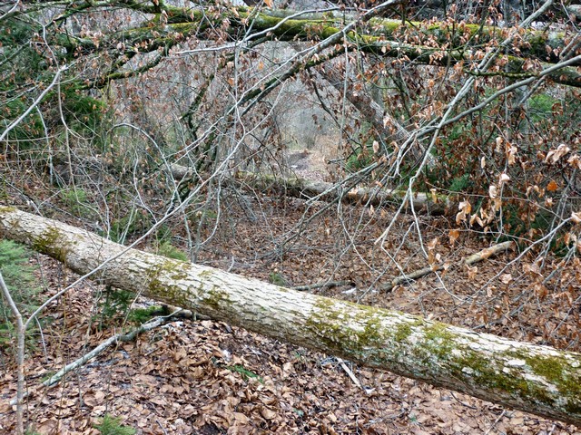 Mangfallknie, Wanderung zu einer geologischen Besonderheit, Teil 2 2