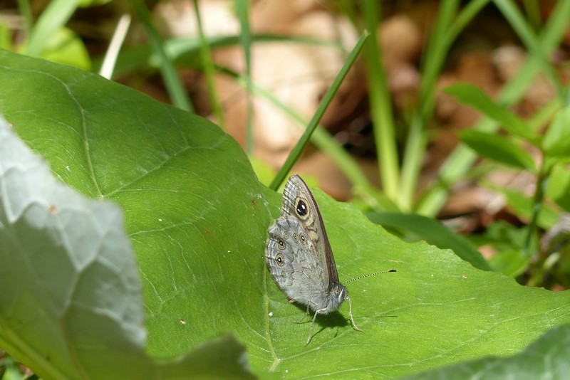 Schmetterling