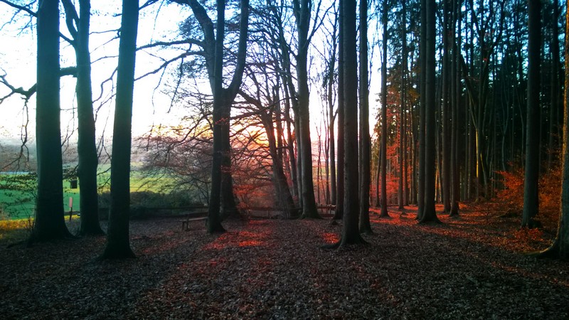 Farbenspiel im Wald