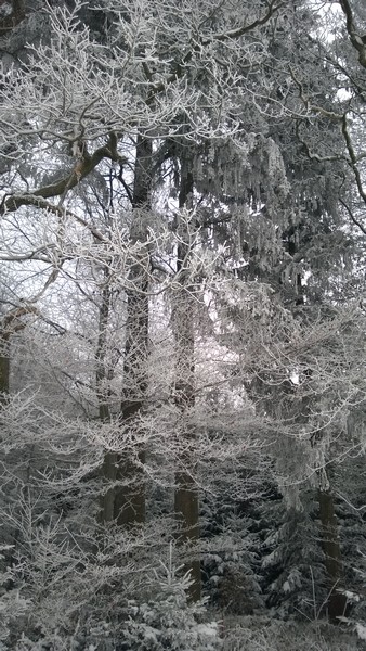 Winterkleid der Bäume