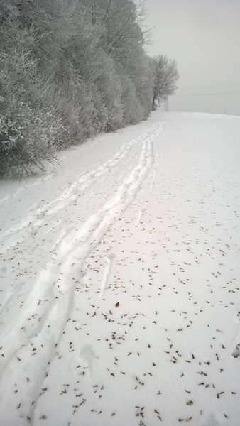 Am Waldrand Schneeschuhspuren