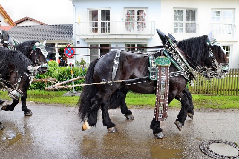 Leonhardifest in der Rodungsinsel