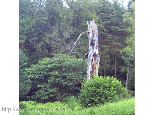 DÜBENER HEIDE > Zadlitzbruch