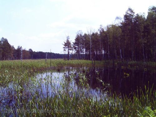 DÜBENER HEIDE > Zadlitzbruch