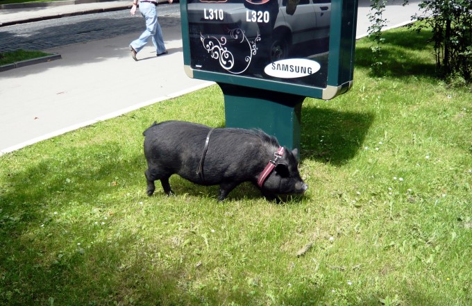 UA: Lwiw (Lemberg) > Spazirgang am Hauptplatz mit einem Schwein