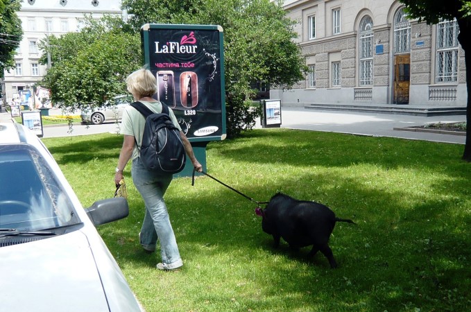 UA: Lwiw (Lemberg) > Spazirgang am Hauptplatz mit einem Schwein 2