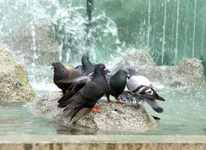 BRESLAU > Tauben am Brunnen