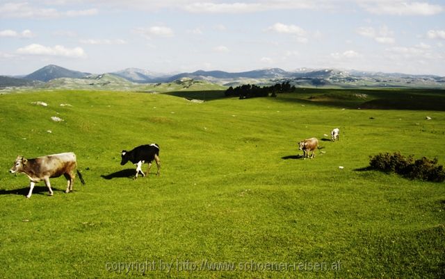 Zabljak > Almgebiet im Durmitor