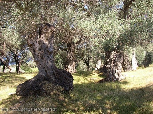 ULCINJ > alte Olivenbäume