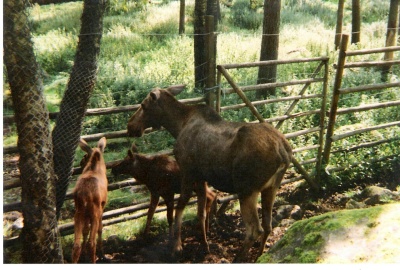 MITTELSCHWEDEN > Djurspark > Elchfamilie