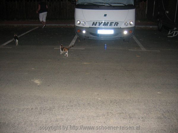 OST-SLAWONIEN > Katzen