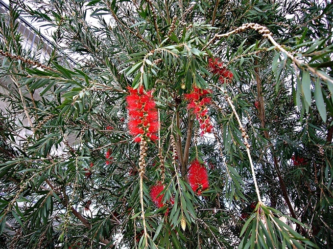 Dezember in Kastela