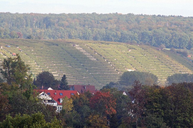 BESIGHEIM > Weinberge