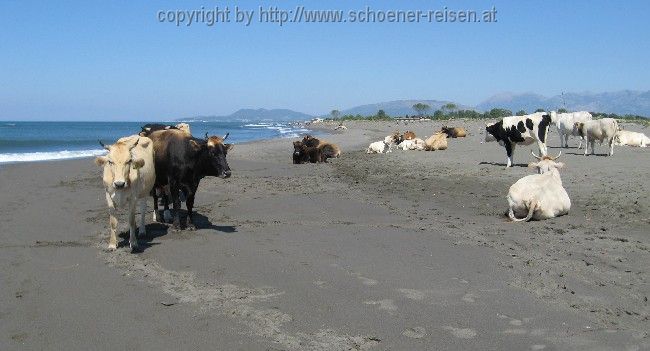 Ku(h)rgäste am Strand