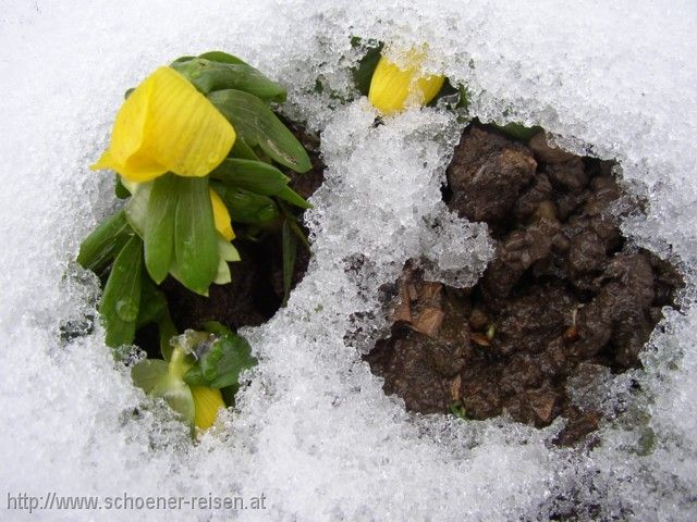 Vorboten der Frühlings