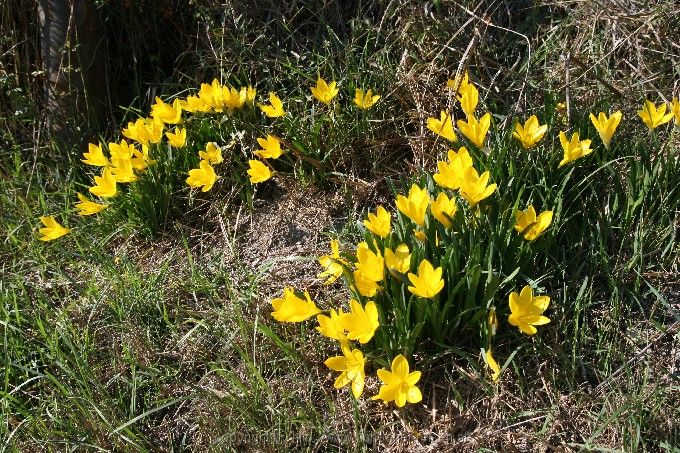 Sternbergia lutea > Herbstgoldbecher