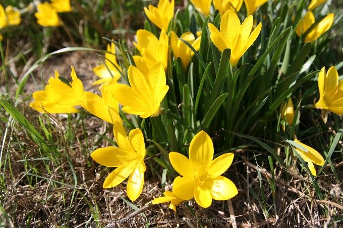 Sternbergia lutea > Herbstgoldbecher