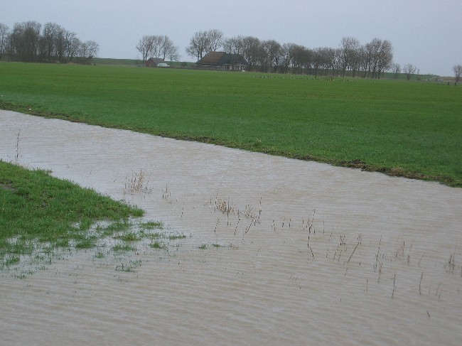 FRIESLAND > Weideland